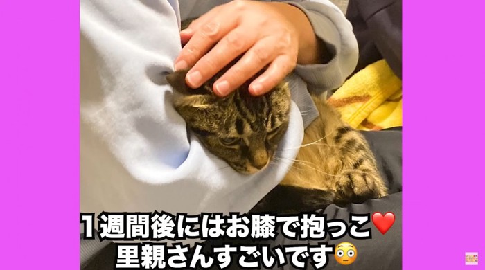 抱っこされるぴーすけくん