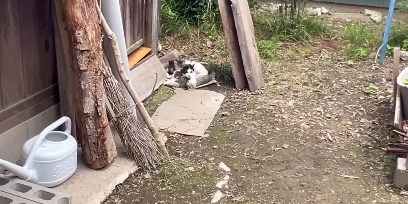 じっとしている母子猫