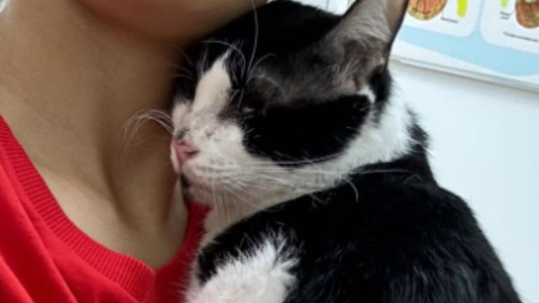 抱かれている猫