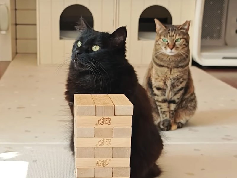 ジェンガと猫