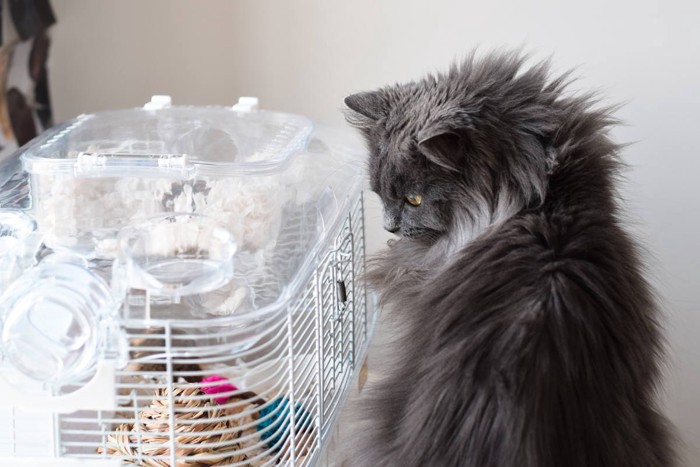 ハムスターのケージを見る猫