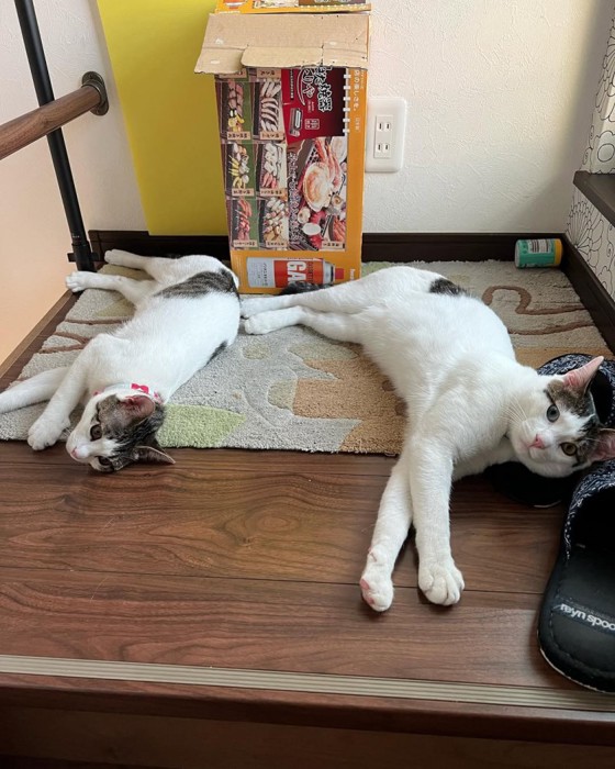 横になる2匹の猫