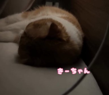 横になって眠る猫(きーちゃん)