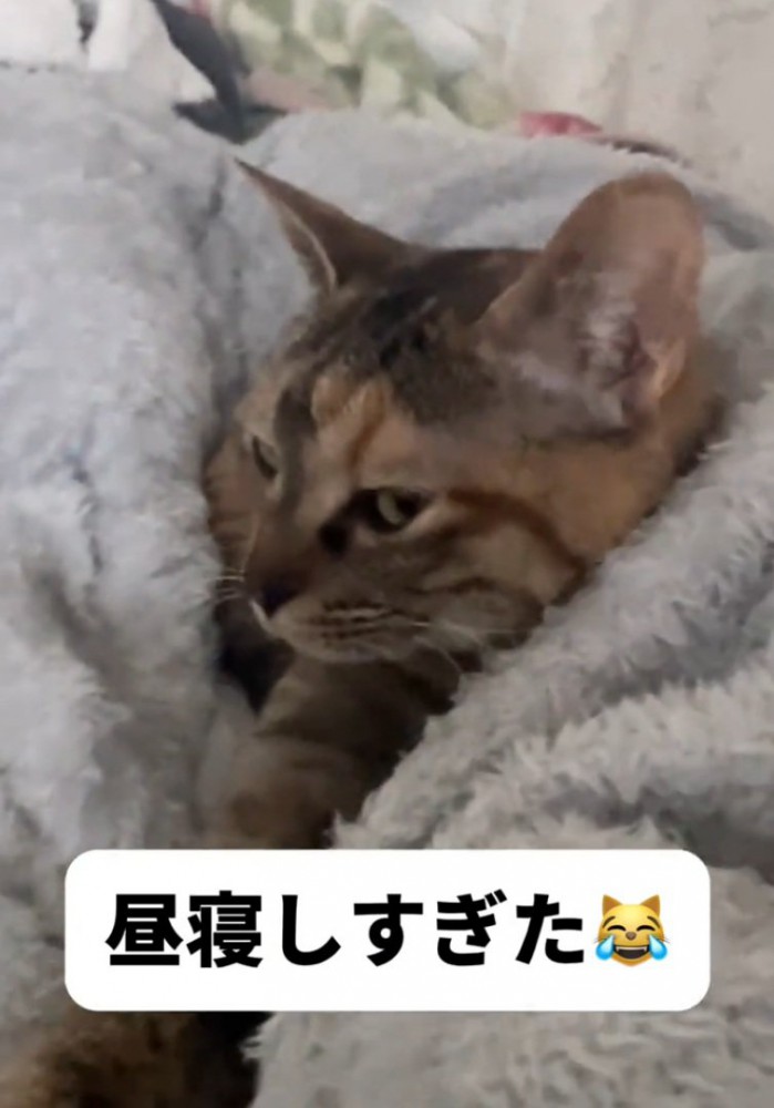 横を向く猫