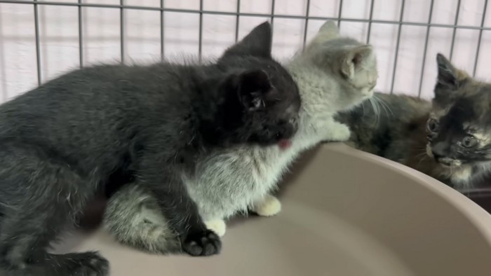 保護された三姉妹