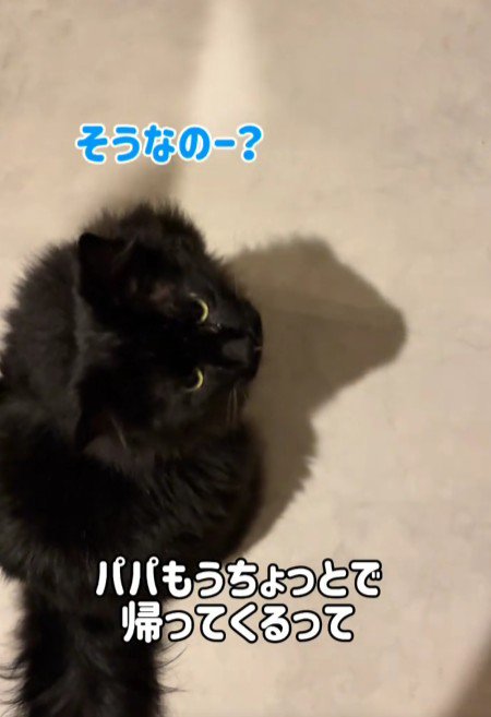 返事をする黒猫