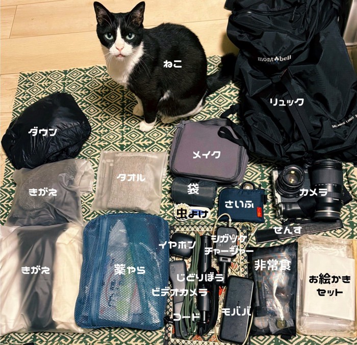 床に並べた荷物と猫