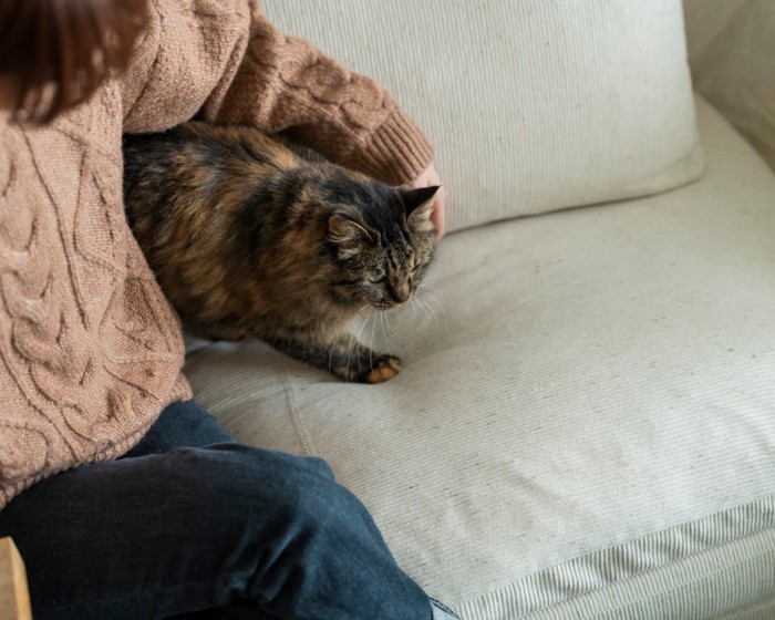 女性に寄り添う猫