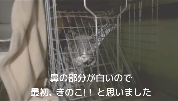 捕獲器に入ったハチワレ猫