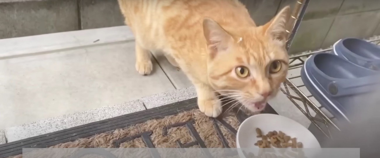 ご飯を食べる猫%%保護団体からご飯をもらっていた当時