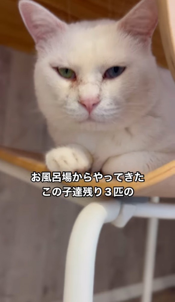 椅子の上の猫