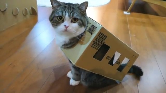 箱を被り座る猫