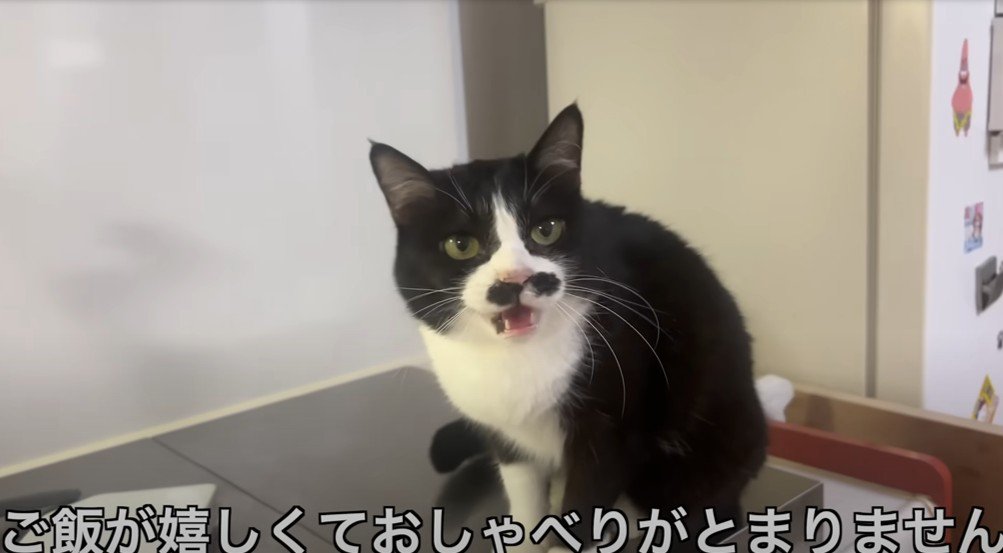 カメラの方をみて鳴く猫