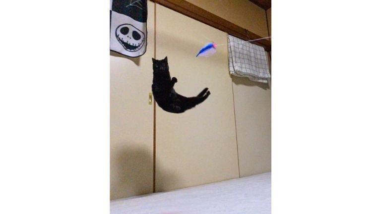 ジャンプしている猫