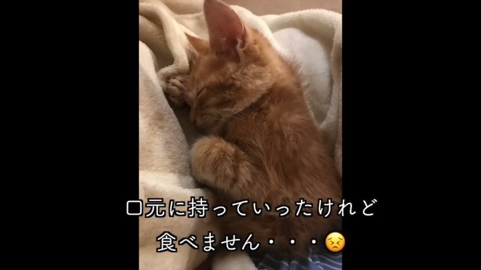 毛布の中で寝る子猫