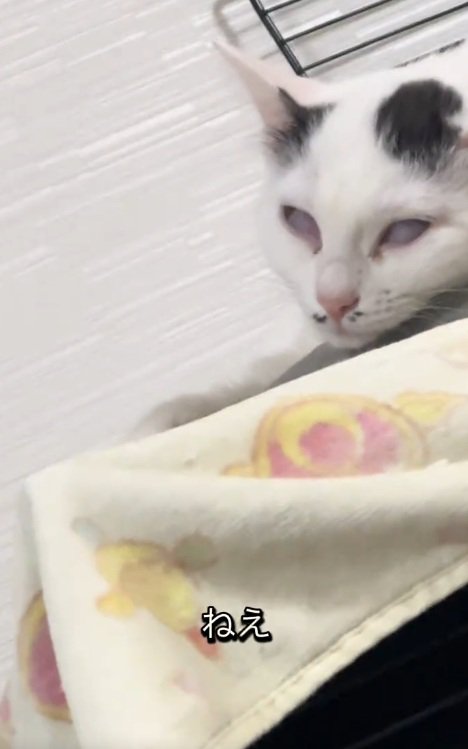 白目になって寝始める白黒の猫