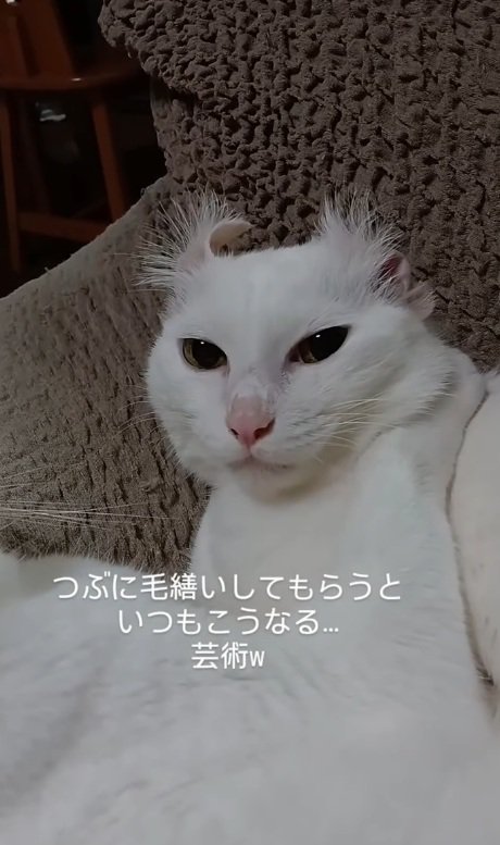 ドヤ顔の猫
