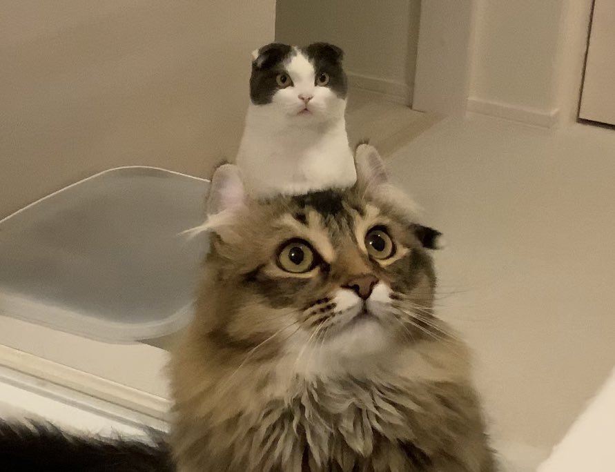 ビービちゃんとミルちゃん