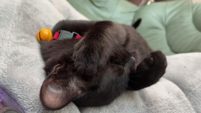 顔に前足を乗せて寝る猫