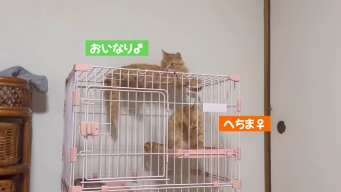 兄妹猫