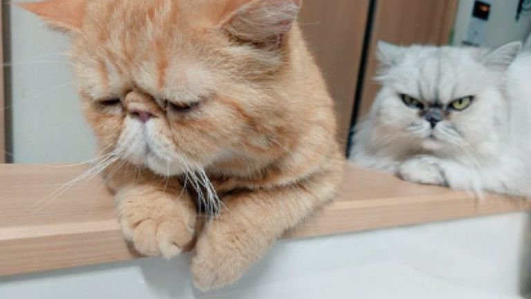 カウンターにいる猫