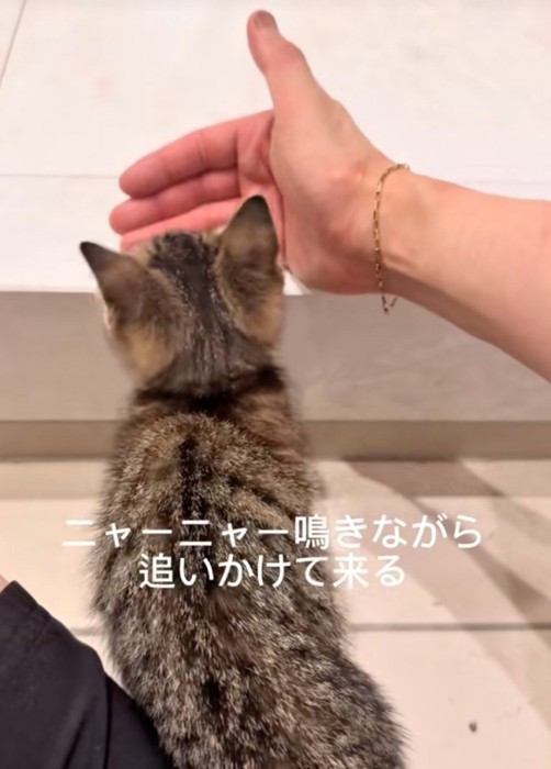 手にじゃれつく子猫