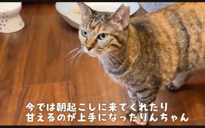 元野良猫