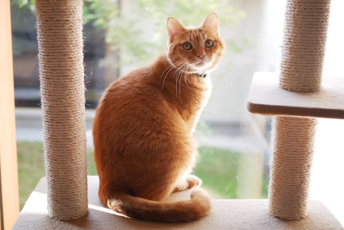 キャットタワーから振り返る猫