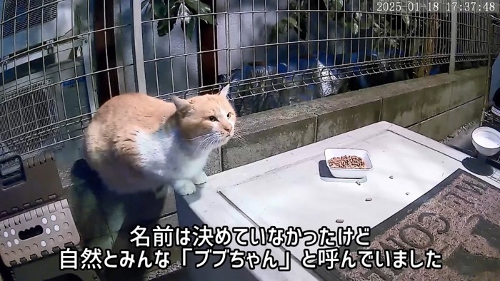 お皿の前に座る猫