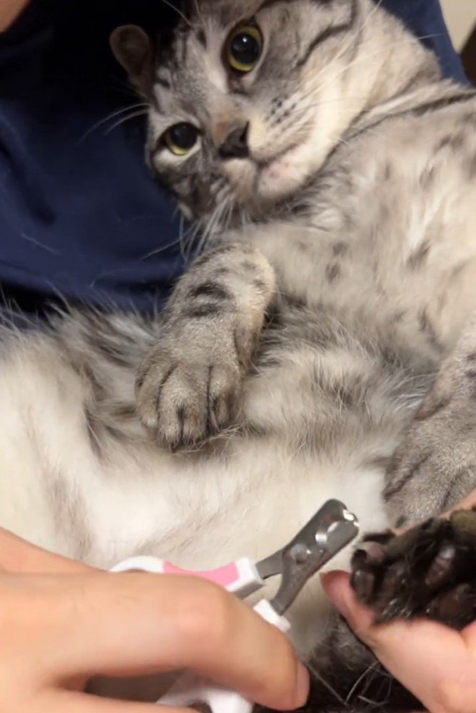 爪切りをされて不満そうな猫