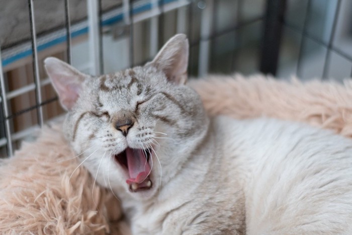 ケージで寛ぐ猫
