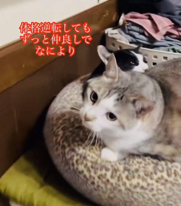 グレー猫をグルーミングする黒白猫