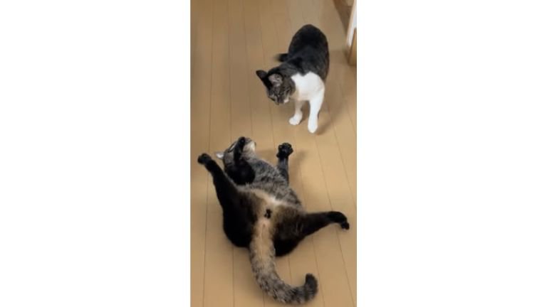 室内にいる猫たち
