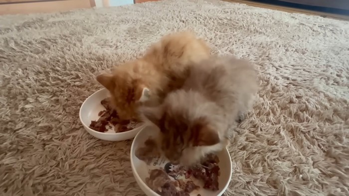 ごはんを食べる2匹の子猫