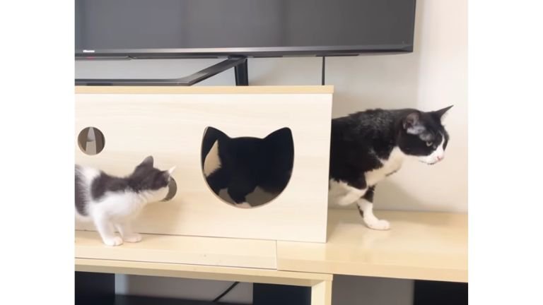 室内にいる猫たち