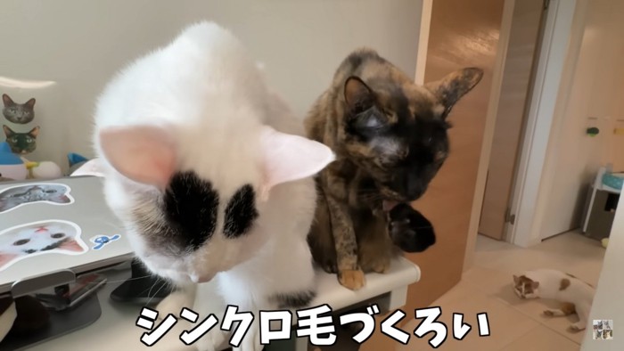 シンクロ毛づくろい