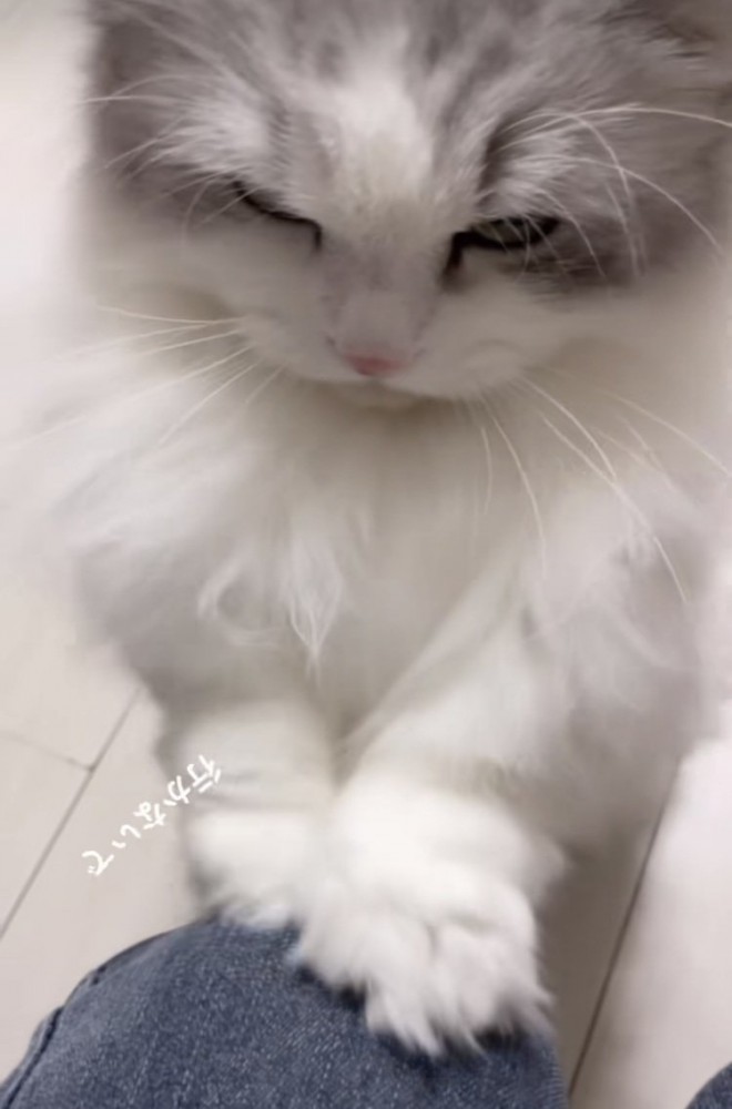 ママの膝を前足でカリカリするミヌエット
