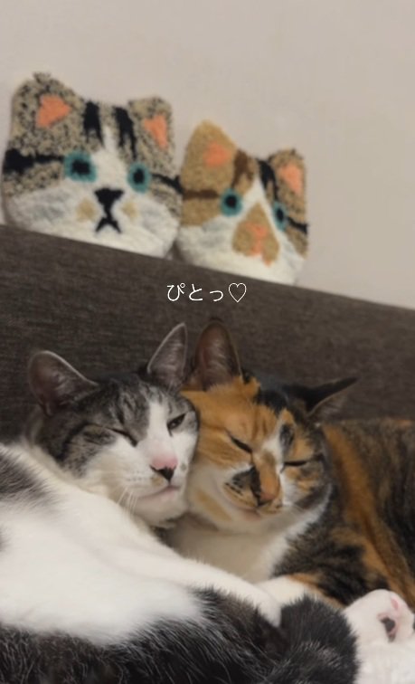 ほっぺをくっつけて寝ている鯖白猫と三毛猫