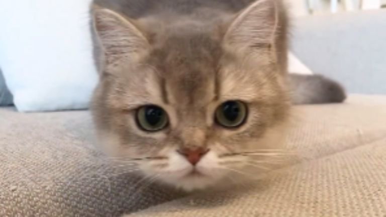 おもちゃを狙う猫