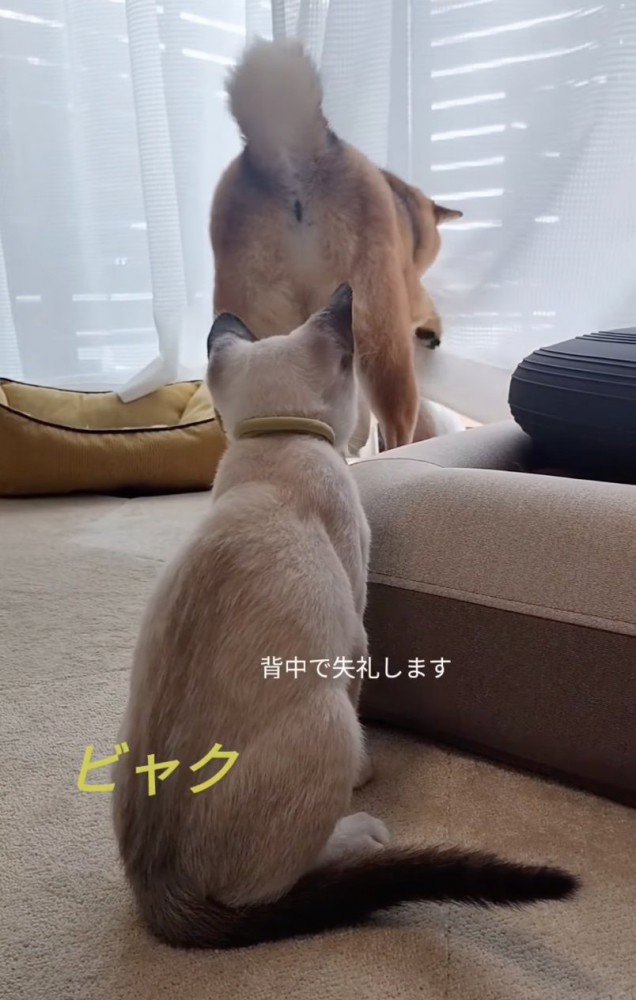 2匹を見つめる子猫