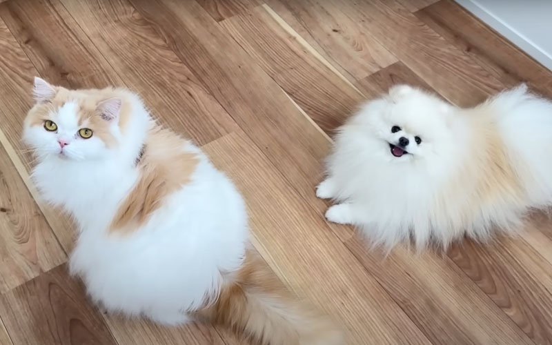 並んで座る犬と猫