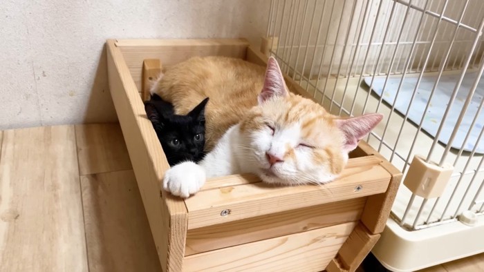 手をかけるむぎくん