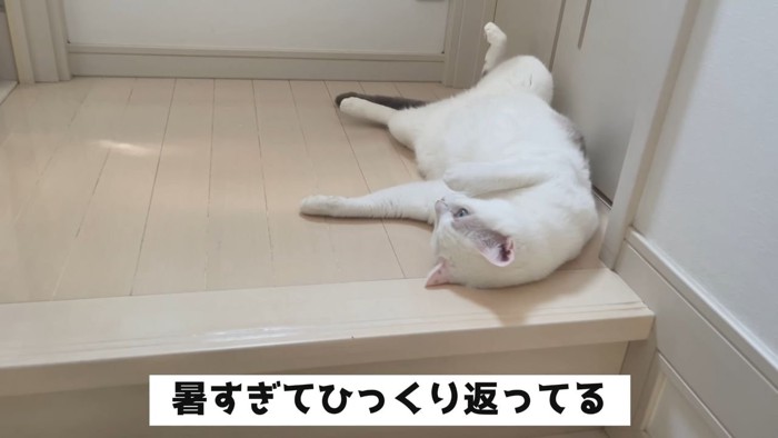 仰向けに寝る猫