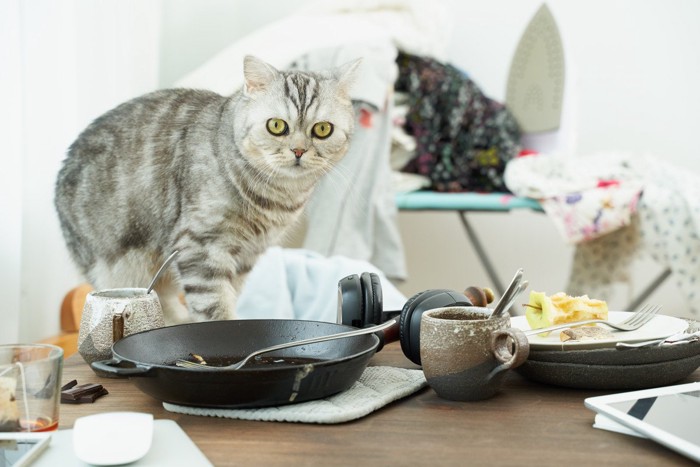 乱雑な部屋にいる猫