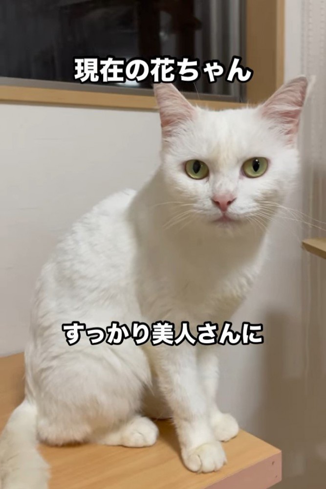 おすわりする猫