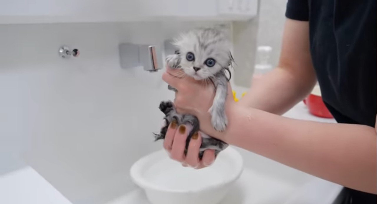 シャンプー後抱っこされる白子猫