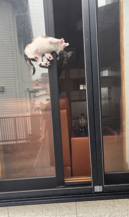 窓の隙間の子猫と見守る猫