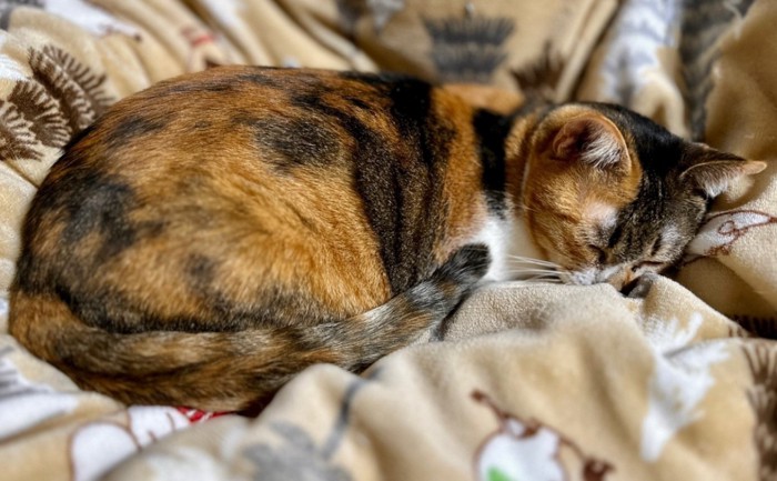 眠るねねちゃん