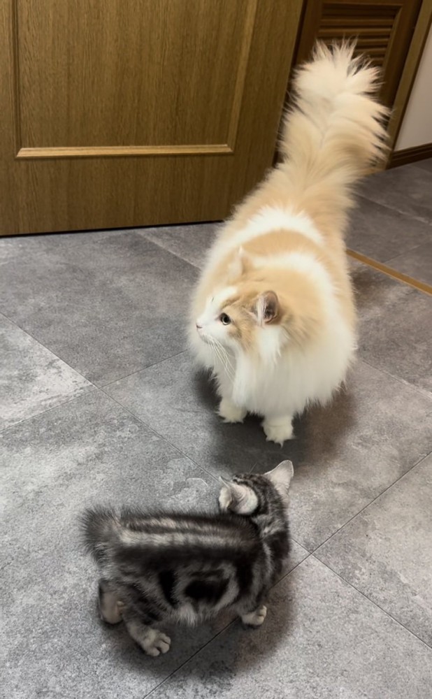 毛を逆立てる子猫と子猫から目を逸らすノルウェージャンフォレストキャット