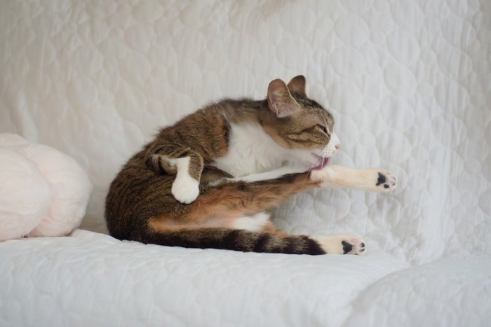毛繕いをする猫